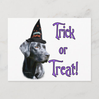 Labrador Retriever (blk) Trick Postcard