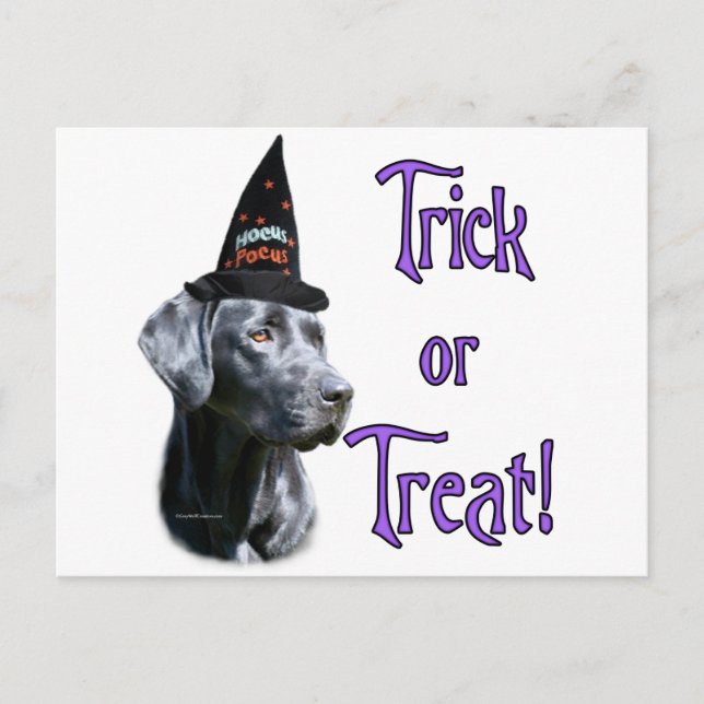 Labrador Retriever (blk) Trick Postcard (Front)