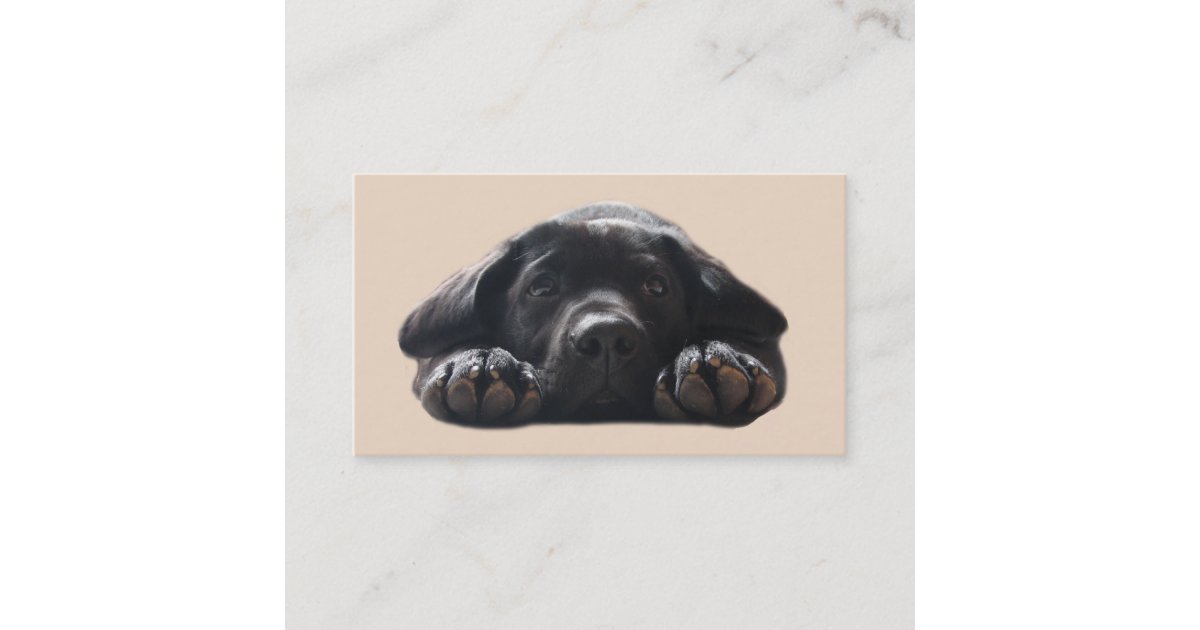 Labrador Retriever Breeder Business Card