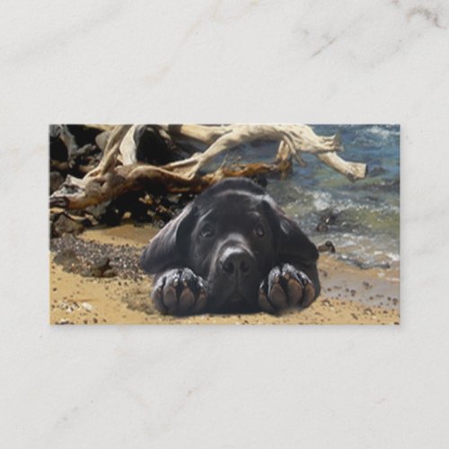 Labrador Retriever Breeder Business Card