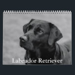 Labrador Retriever Calendar<br><div class="desc">A Calendar with 12 different pictures of Labrador Retriever</div>