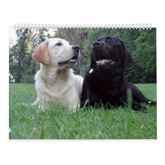 Labrador Retriever Calender Calendar (Cover)