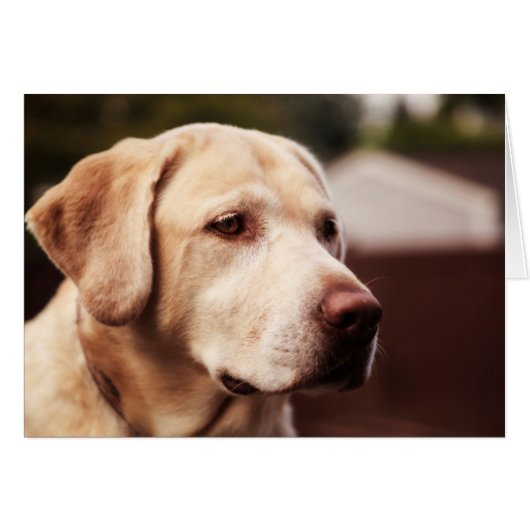 Labrador Retriever Cards (Front Horizontal)