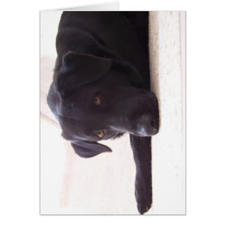 labrador retriever cards