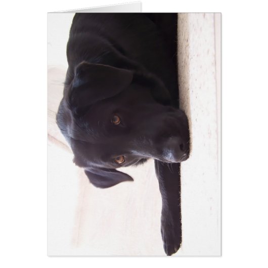 labrador retriever cards (Front)