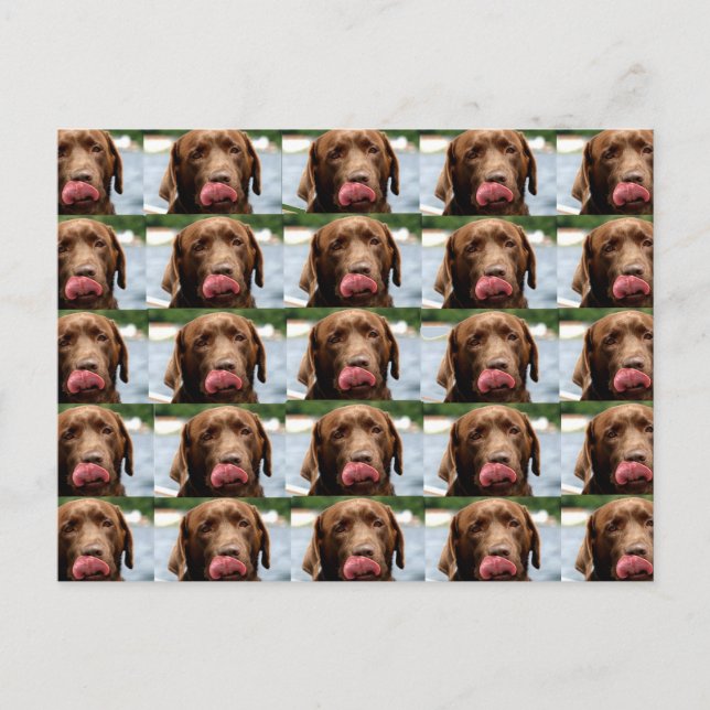 Labrador Retriever Chocolate Tiles BG Postcard (Front)