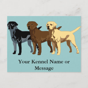 Labrador Retriever colors Postcard