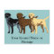 Labrador Retriever colors