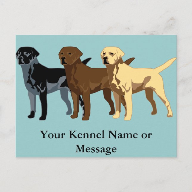 Labrador Retriever colors Postcard (Front)