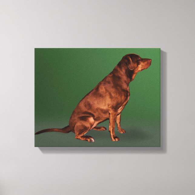 Labrador Retriever Dog Canvas Print (Front)