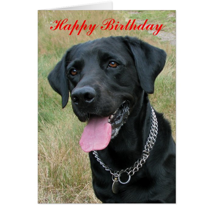 Labrador Retriever dog happy birthday card