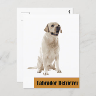 Labrador Retriever Dog photo Postcard