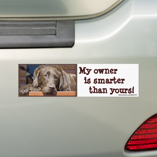 Labrador Retriever Dog Photograph Funny  Bumper Sticker (On Car)