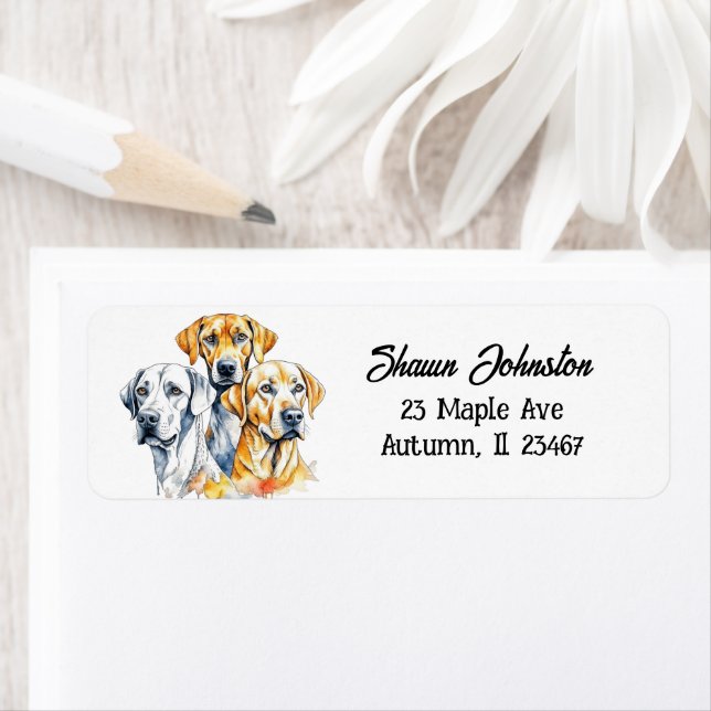 Labrador Retriever Dogs   Label (Insitu)