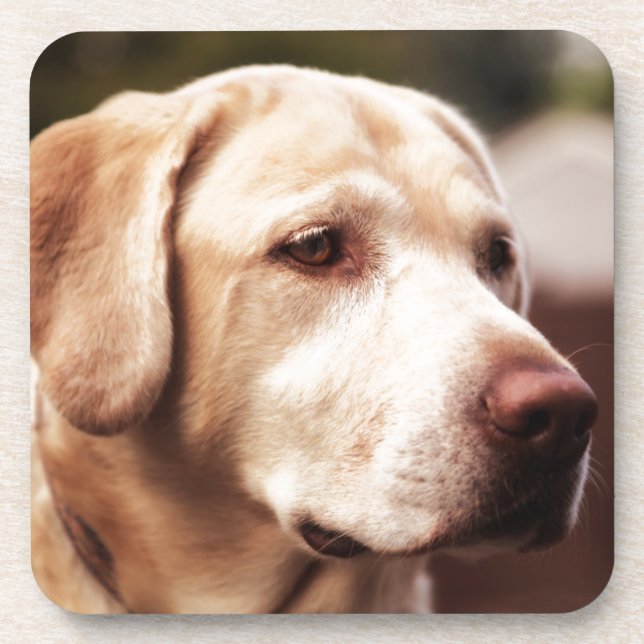 Labrador Retriever Drink Coaster (Front)
