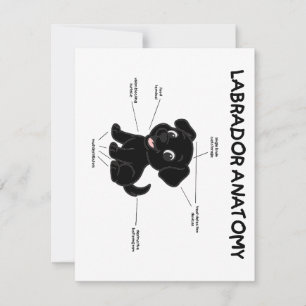 Labrador Retriever Funny Anatomy Cartoon Note Card