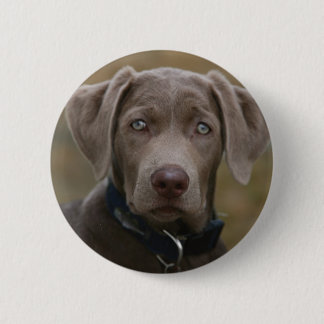 Labrador Retriever In Rare Light Silver Button