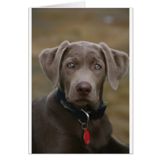 Labrador Retriever In Rare Light Silver Cards