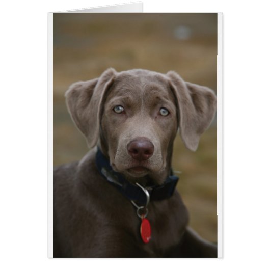 Labrador Retriever In Rare Light Silver Cards (Front)