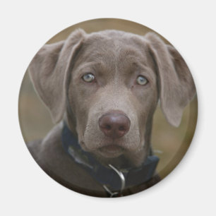 Labrador Retriever In Rare Light Silver Magnet