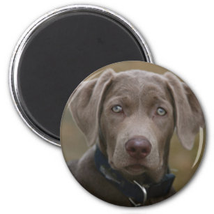 Labrador Retriever In Rare Light Silver Magnet