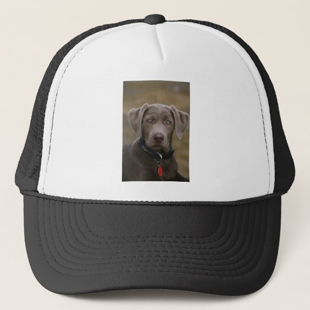 Black Lab Hats & Caps Zazzle