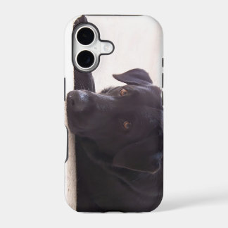 labrador retriever iPhone 17 case