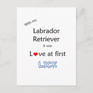 Labrador Retriever Love at First Lick Postcard