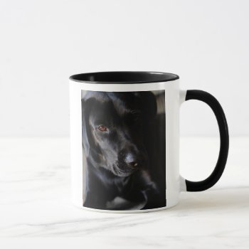 Labrador Retriever Mug by artinphotography at Zazzle