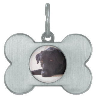 labrador retriever pet ID tag