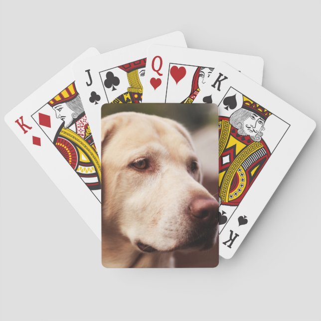 Labrador Retriever Poker Cards (Back)