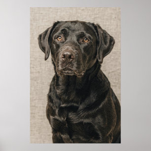 Labrador Retriever Portrait with a Gentle Gaze Poster
