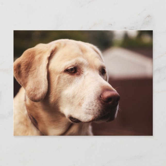 Labrador Retriever Postcard (Front)