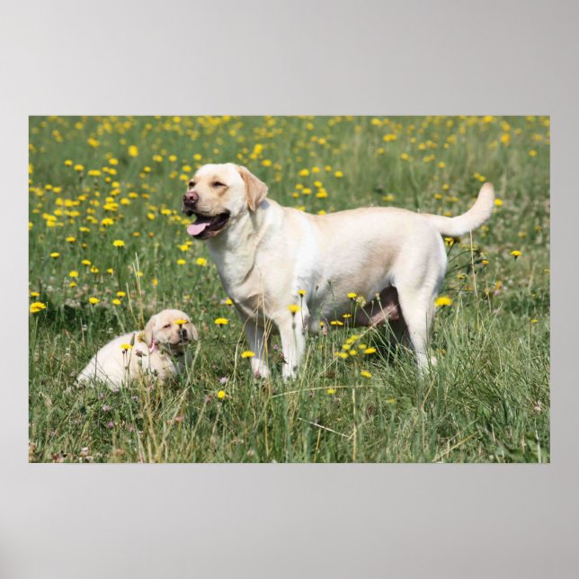 Labrador Retriever Poster (Front)