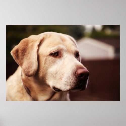 Labrador Retriever Poster