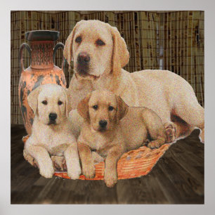 Labrador retriever posters