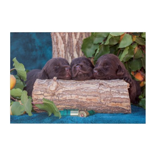 Labrador Retriever Puppies Acrylic Print