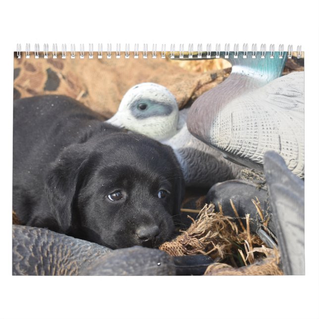 Labrador Retriever Puppies Calendar (Cover)