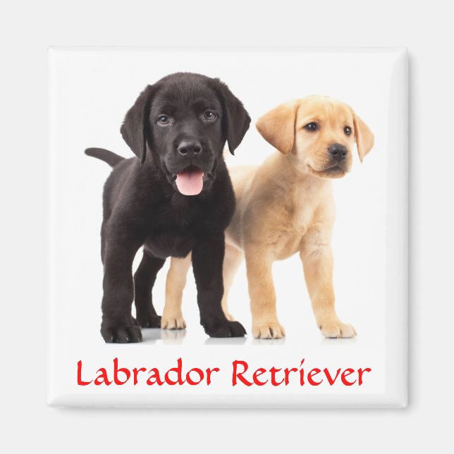 Labrador Retriever Puppies Fridge Magnet (Front)
