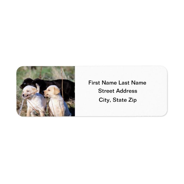 Labrador Retriever Puppies Label (Front)