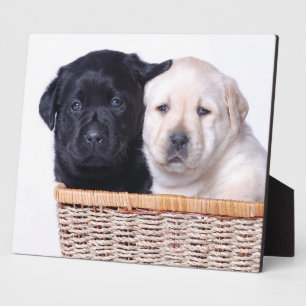 Labrador retriever puppies plaque