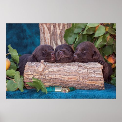 Labrador Retriever Puppies Poster