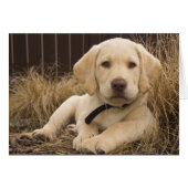 Labrador Retriever puppy (Front Horizontal)