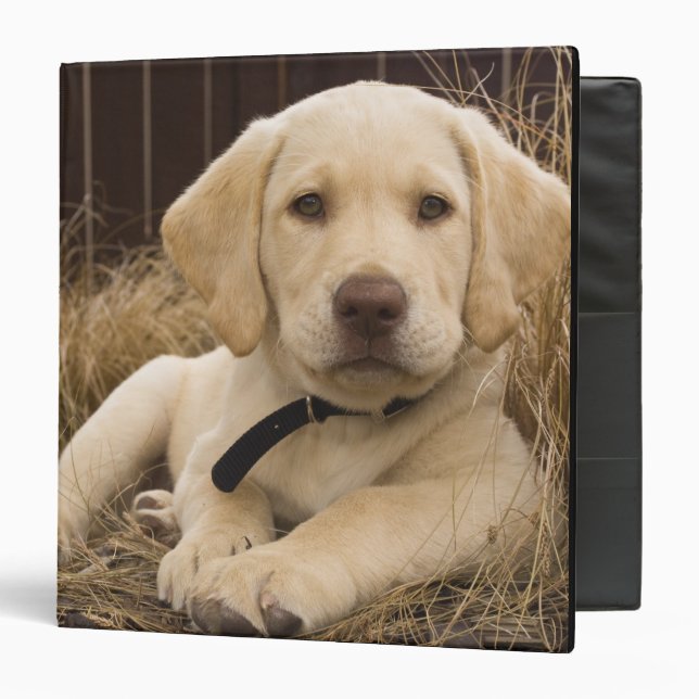 Labrador Retriever puppy 3 Ring Binder (Front/Inside)