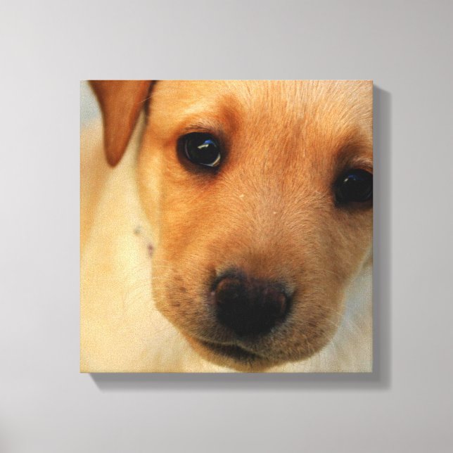 Labrador Retriever Puppy Canvas Print (Front)
