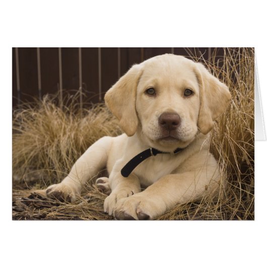 Labrador Retriever puppy Cards (Front Horizontal)