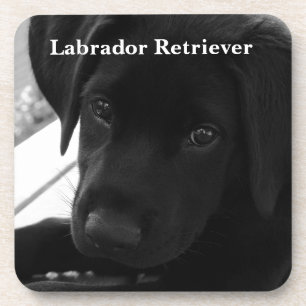 Labrador Retriever Puppy Coaster