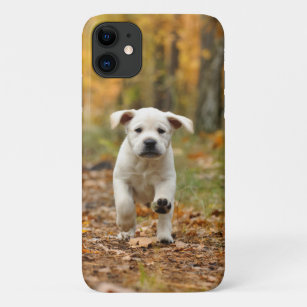 Labrador retriever puppy in autumn scenery iPhone 11 case