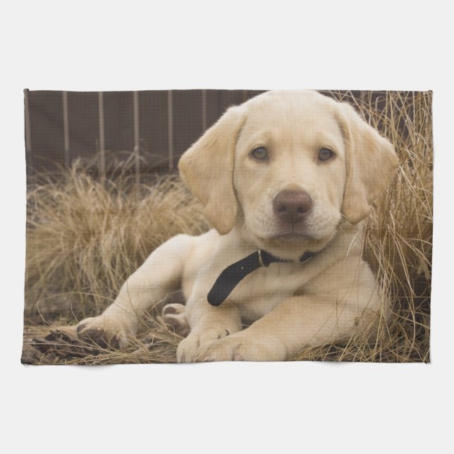 Labrador Retriever puppy Kitchen Towel (Horizontal)