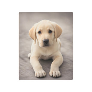 Labrador Retriever Puppy Metal Print